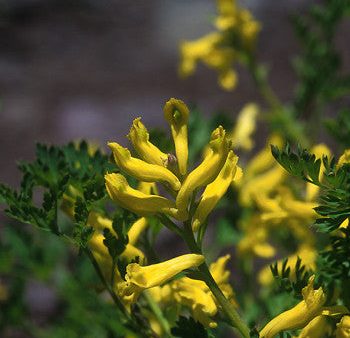 Golden Corydalis - <i>Corydalis aurea<i> For Discount