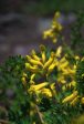 Golden Corydalis - <i>Corydalis aurea<i> For Discount