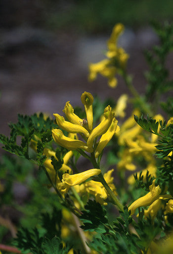 Golden Corydalis - <i>Corydalis aurea<i> For Discount