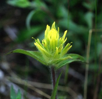 Yellow Paintbrush - <i>Castilleja unalaschensis<i> For Cheap