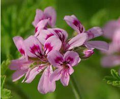 Geranium Absolute(Pelargonium graveolens) For Cheap