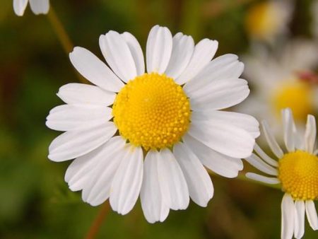 Blue Chamomile Absolute( Matricaria recutita) on Sale