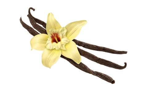 Vanilla, Vanilla plantifolia, Flower Essence Online Sale