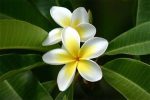 Frangipani Absolute(Plumeria alba) Hot on Sale