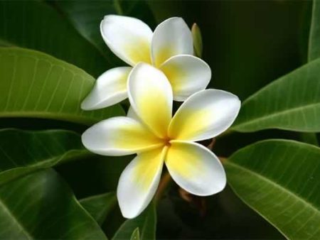 Frangipani Absolute(Plumeria alba) Hot on Sale