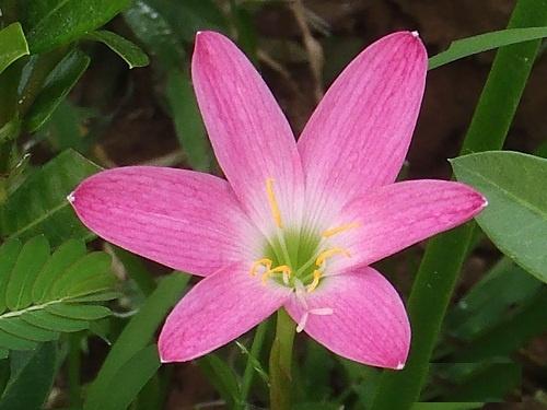 Rain Lily,Cooperia penduneulata, Flower Essence Online