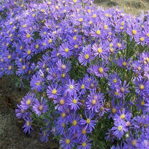 Blue Aster Flower Essence, Callestyshus Fashion