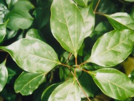 Ravintsara,Cinnamomum camphora, Therapeutic Grade Essential Oil Online now