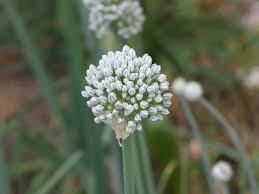 Onion Egyptian, Allium cepa, Flower Essence Supply