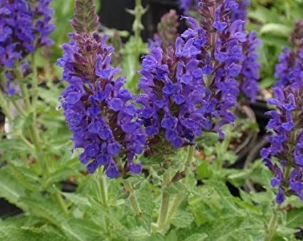 Mealy Cup Wildflower (Salvia farinacea) Online