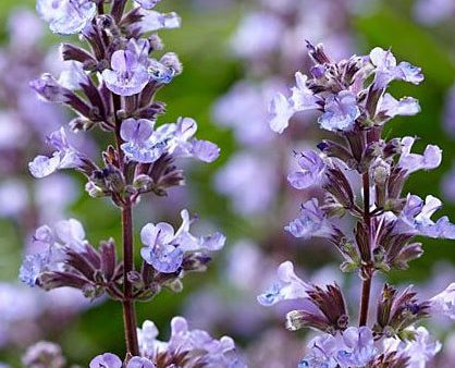 Purrsian Blue Catmint, Nepeta faassenii Online Sale