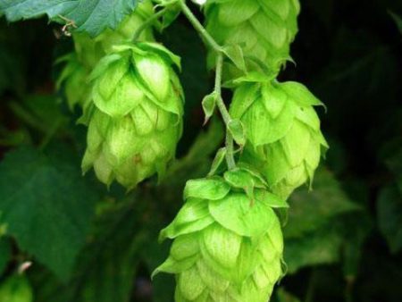 Hops(Humulus lupulus) Essential Oil Sale