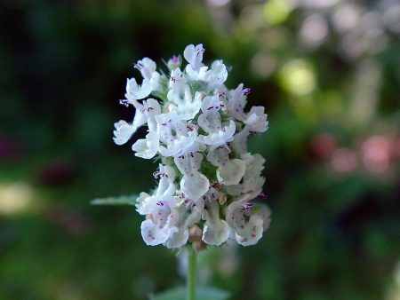 Catnip Flower Essence,Nepeta cataria Online now