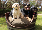 Barrel Dog Bed - Circular | Cambridge Road Pets Discount