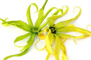 Ylang ylang extra, Canaga odorata, Essential Oil on Sale