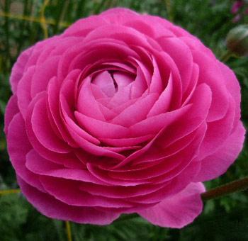 Ranunculus,Asiaticel , Flower Essence Sale