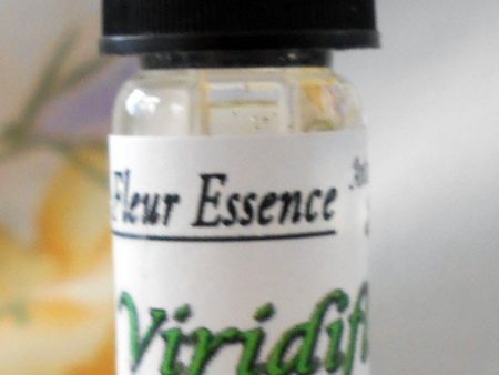 Viridiflora Antique Rose Essence, Rosa chinensis For Discount