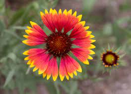 Firewheel Texas Wildflower, Gaillardia aristate pulcella Online now