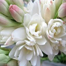 Tuberose absolute, Polianthus tuberosa Online