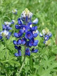 Bluebonnet, Texas wildflower, Flower Essence, Texas lupine For Cheap