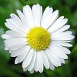 Chamomile, German, Matricaria chamomilla Flower Essence Hot on Sale