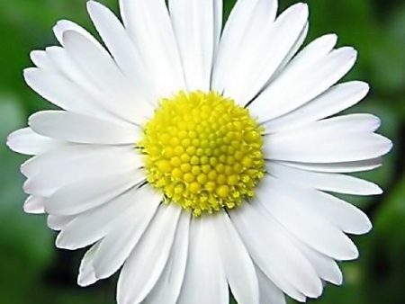 Chamomile, German, Matricaria chamomilla Flower Essence Hot on Sale