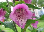 Foxglove, Digitalis pupura, Flower Essence For Discount