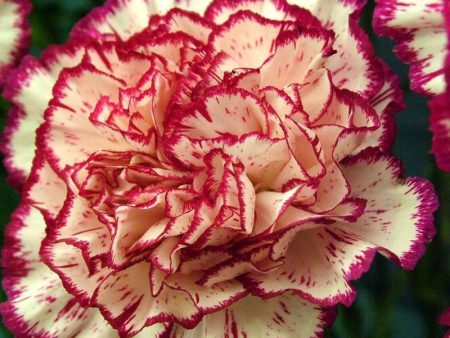 Carnation(Dianthus caryophillus)absolute Online now