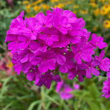 Texas Phlox Wildflower, Phlox drummondii Sale