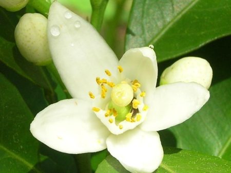 Orange flower Absolute(Citrus bigaradia) on Sale