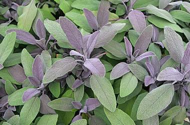 Sage, Salvia officinalis, Floral Water Hot on Sale