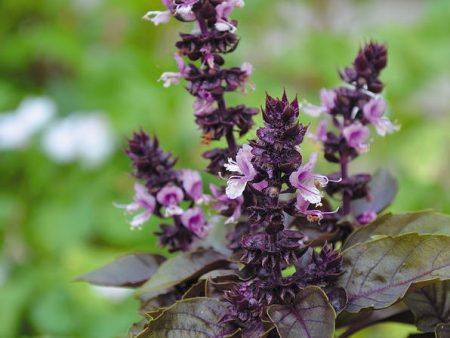 Basil Flower Essence,Ocimum basilicum Online Hot Sale