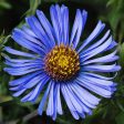 Texas October Skies ,Aster oblongifolius Fashion