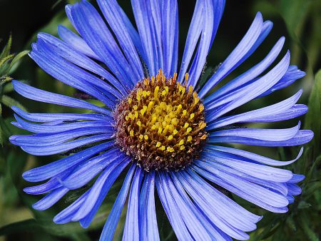 Texas October Skies ,Aster oblongifolius Fashion