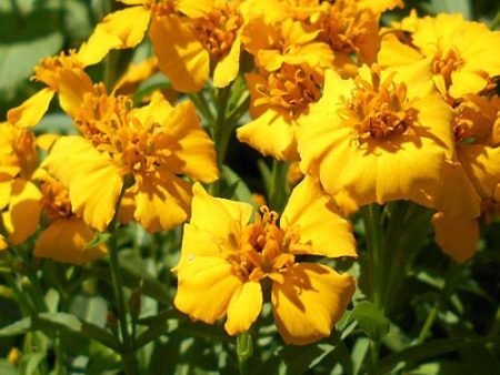 Marigold Mint, Tagetes lucida, Essential Oil Supply