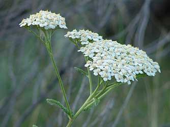 Yarrow, Essential Oil Healing Water on Sale