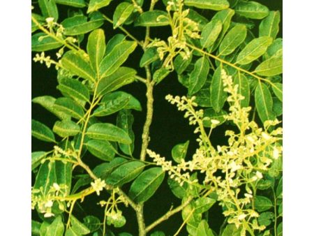 Cabreuva Essential Oil, Myrocarpus fastigiatus Cheap