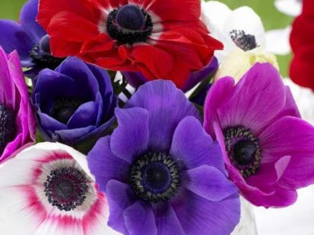 Anemone Flower Essence, Coronaria coccinea Fashion