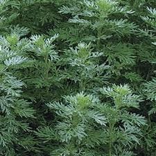 Wormwood  Artemesia absinthe,Essential Oil Discount