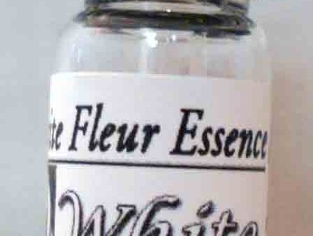 White Rose, Prosperity, Floribunda, Flower Essence Online now