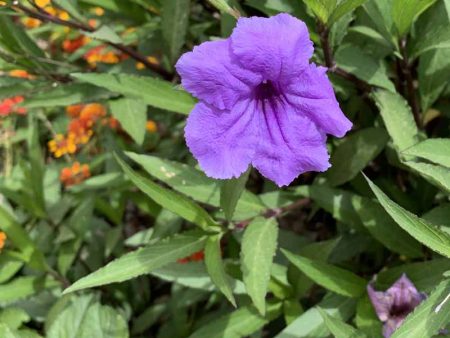 Wild Petunia Texas Wildflower, Ruellia species Supply