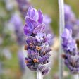 French Lavender, Lavendula Provence, Flower Essence Sale