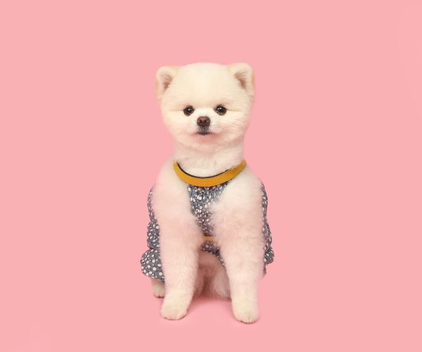 [PRE ORDER] Yellow Harness Sale