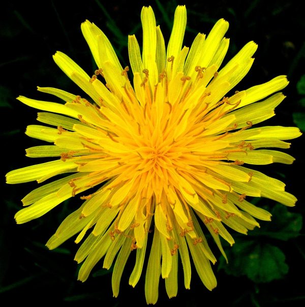 Dandelion,Taraxacum officinalis, Flower Essence For Discount