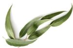 Eucalyptus,citriodora, Essential Oil Online Sale