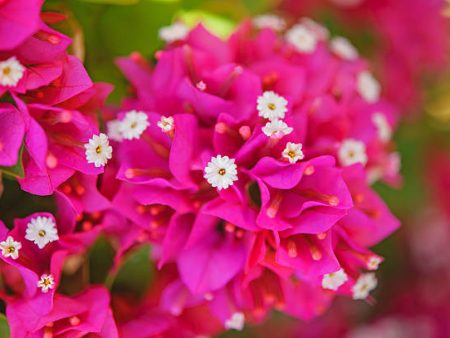 Bougainvillea, Raspberry Ice, Flower Essence, Nyctaginaceae glabra Online Hot Sale