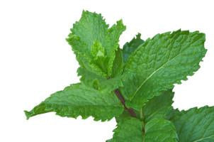 Peppermint, Mentha peperita,Essential Oil Online Sale