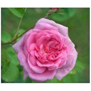 Rose Oil Absolute, Rosa damascena , centifolia For Sale