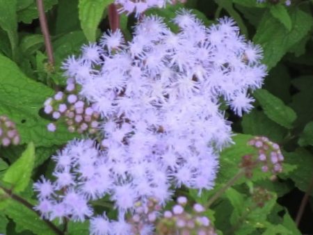 Blue Mist Texas wild flower, Conoclinium greggi Discount