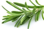 Rosemary, Rosmarius officinalis, Essential Oil For Cheap